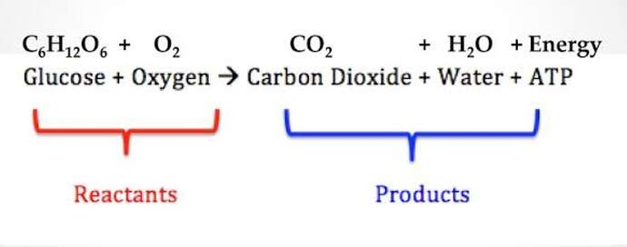 What is the chemical equation for cellular respiration?